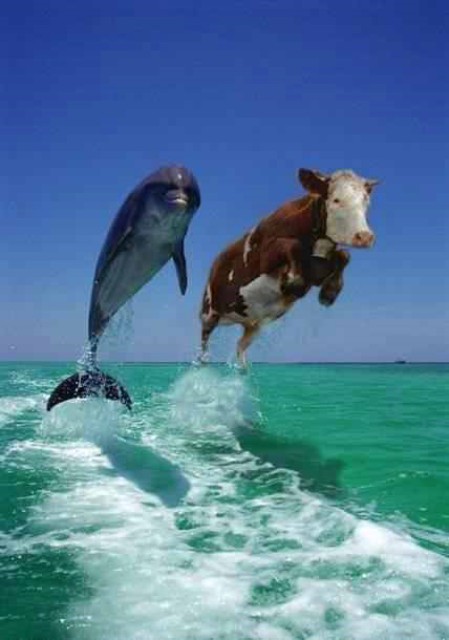 Delfín + kráva