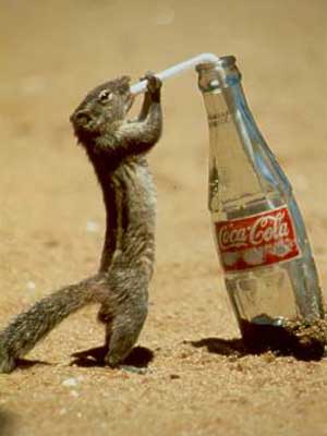 Coca-colu nepijí jen medvědi ale taky veverky